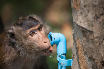 Monkey drinking water from waterwork pipe