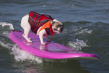 Surf Dog