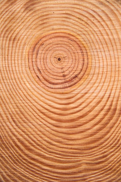 The rings of the pine tree