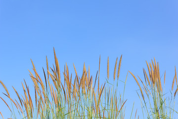 Flower of grass with blue sky