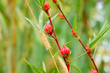 Obraz premium Roselle