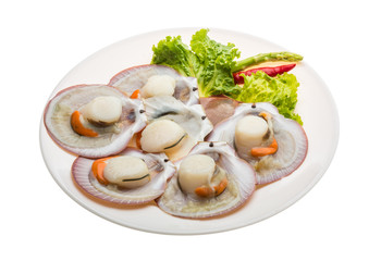 Raw fresh scallop
