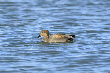オカヨシガモ雄