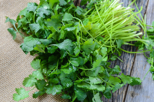 Cilantro on Wooden Background