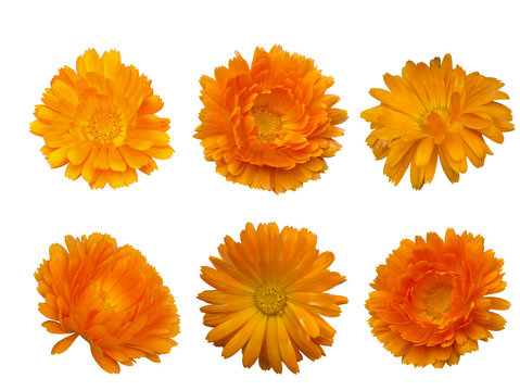 calendula  - bright beautiful orange flower