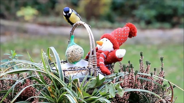 F&uuml;tterung V&ouml;gel im Winter 