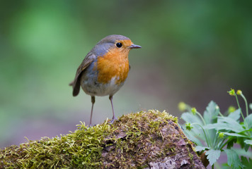 Robin