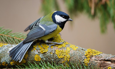 Great Tit and Christmas Tree