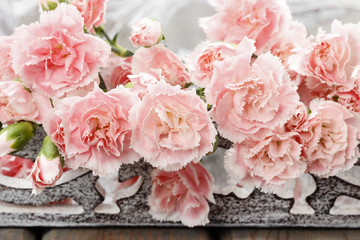 Pink carnation flowers