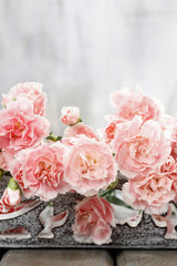 Pink carnation flowers