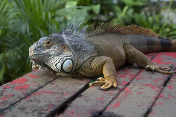 Игуана.