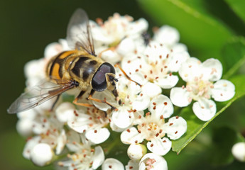 Bee on white flower with big eyes