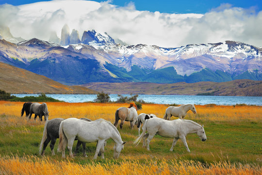 Fototapeta Horses grazing in a meadow