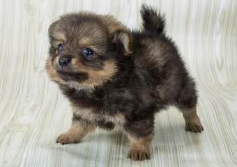 Pomeranian spitz