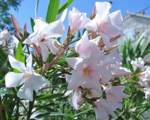 A flowering Nerium Oleander at an evergreen toxic shrub