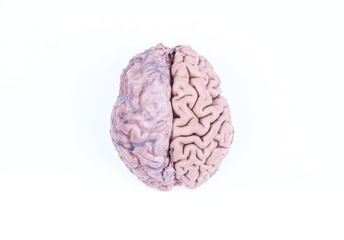 human brain isolated on white - obrazy, fototapety, plakaty