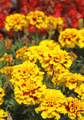 oeillet d'inde jaune