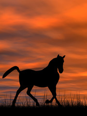 Horse silhouette in grass at sunset