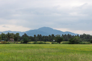 Rice field with mountain background