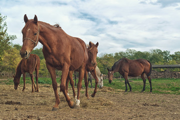 Grazing Horses on the farm ranch