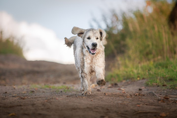 Golden retriever running on the beach