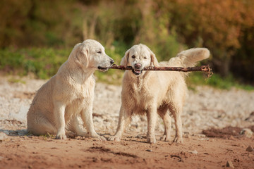 Golden retriever running on the beach