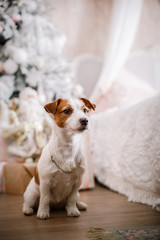 Jack Russell dog at the Christmas