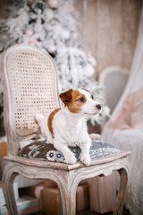 Jack Russell dog at the Christmas