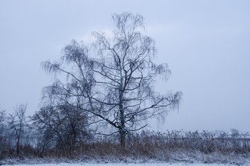 Baum Winterstimmung