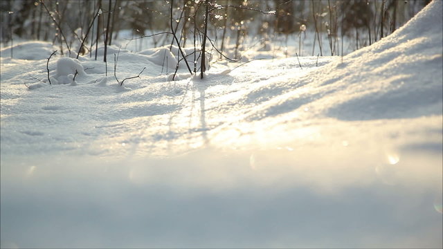 Winter forest in snow, dolly 9