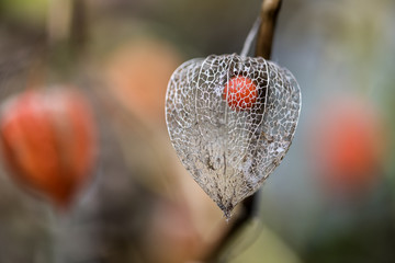 Lampionblume