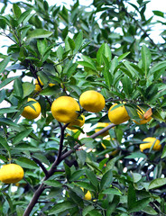 Tangerine tree in a citrus garden