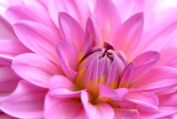Dahlia, autumn floral background in pink shades
