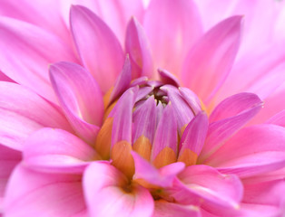 Fototapeta na wymiar Pink floral background - dahlia close-up