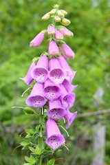 Pink foxgove (digitalis) in the garden