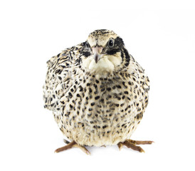 Young quail