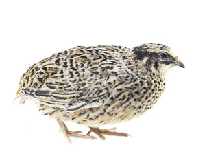 Young quail