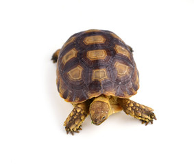 turtle isolated on white background