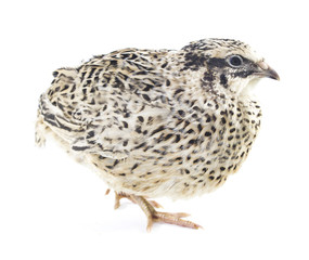 Young quail