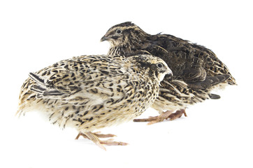 Young quail
