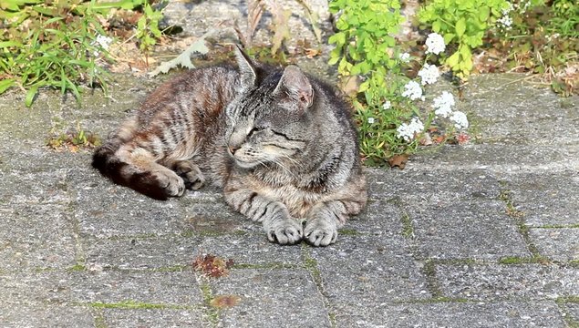 junge Katze liegt entpannt auf Pflasterstein