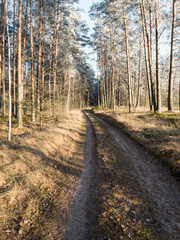 forest road with sun rays in the morning