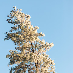 christmas background of snowy forest, frosted tree tops on sky