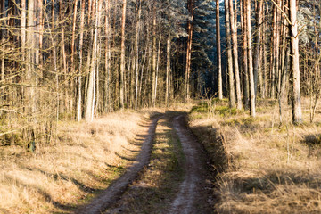 forest road with sun rays in the morning