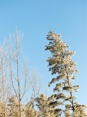 christmas background of snowy forest, frosted tree tops on sky