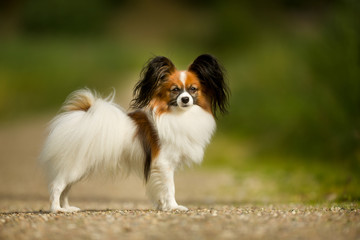 Papillon Dog