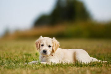 Pedigree puppy