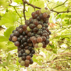 ripening grape clusters on the vine