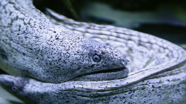 moray eel in the aquarium