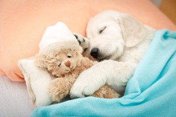 labrador retriever puppy